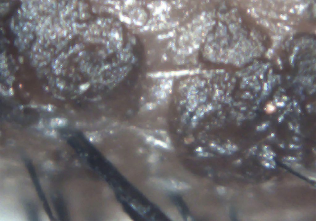 Ezer Dry Eye Sapphire A – image 16